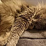 Cookie participe au concours pour gagner de l'argent avec cette photo : cat, sleeping, fluffy, fur, closeup, pet, animal, cozy, resting, indoor, blanket, soft, cute, relaxed, whiskers, paw, feline, head, ears, nap