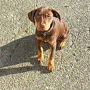 Praline participe au concours pour gagner de l'argent avec cette photo : puppy, dog, brown, tan_markings, sitting, looking, outdoor, concrete, sunlight, shadow, floppy_ears, young_dog, pet, animal, canine, collar, cute, attentive, ground, daytime