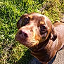 dog, brown_dog, pet, grass, outdoor, sunlight, path, canine, animal, friendly, closeup, looking_up, nature, daylight, fur, muzzle, ears, collar, sidewalk, curious
