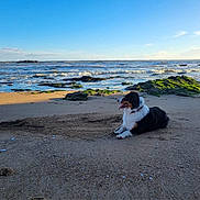 Rozenn a rejoint le concours — aidez-le/la à gagner de superbes lots ! animal, beach, canine, coast, dog, fun, horizon, nature, outdoors, person, pet, puppy, rock, sand, sea, shoreline, sitting, sky, vacation, water