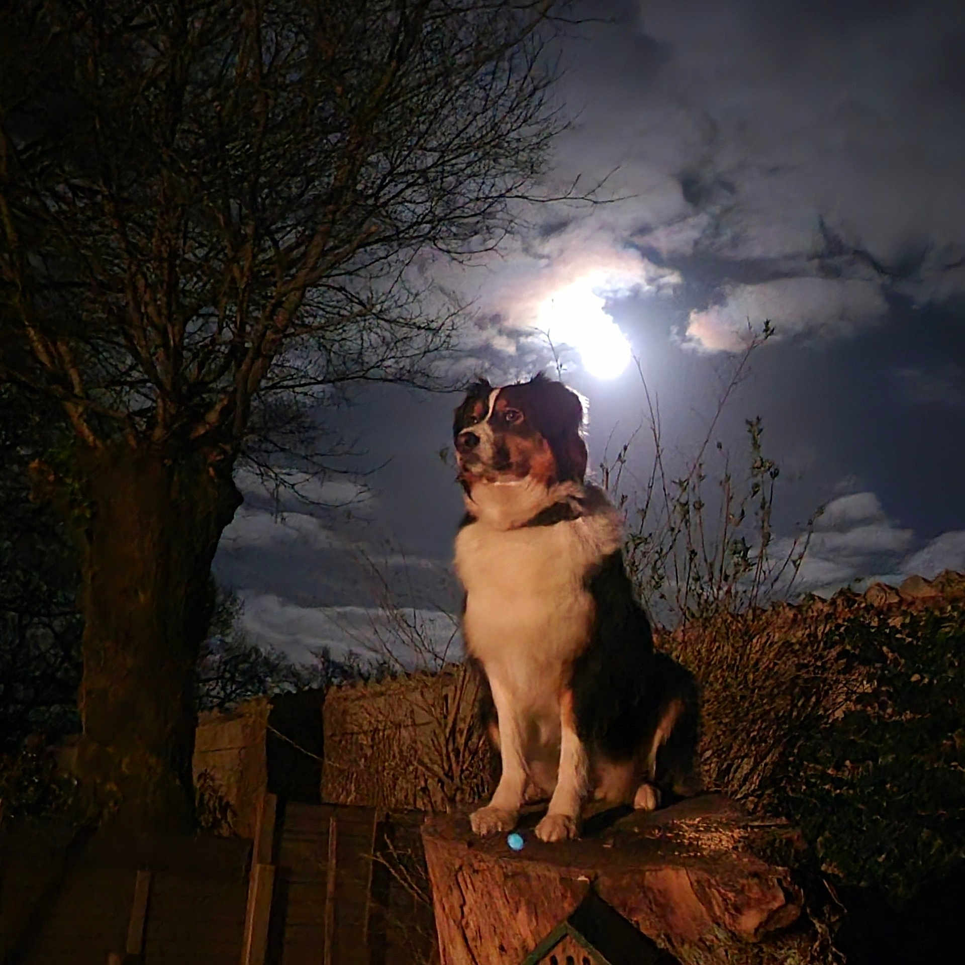 Rozenn a rejoint le concours — aidez-le/la à gagner de superbes lots ! animal, canine, dog, face, flare, head, light, nature, night, outdoors, person, pet, photography, plant, puppy, sky, sunlight, tree, treestump, weather