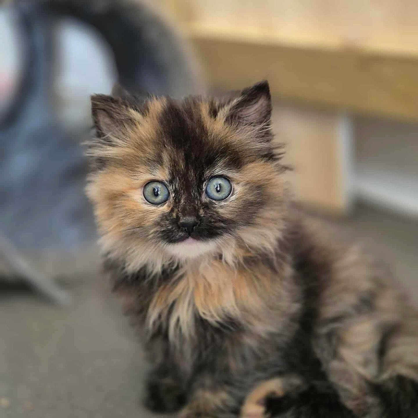 Nutmeg is registered to the contest to win money with this photo: animal, blue_eyes, cat, curious, cute, domestic, feline, fluffy, fur, indoor, kitten, pet, playful, portrait, sitting, small, tortoiseshell, toy, whiskers, young