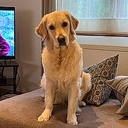 Vanille a rejoint le concours — aidez-le/la à gagner de superbes lots ! dog, golden_retriever, pet, indoor, living_room, couch, pillow, window, curtain, television, furniture, brown, cozy, fluffy, animal, canine, domestic, portrait, sitting, looking