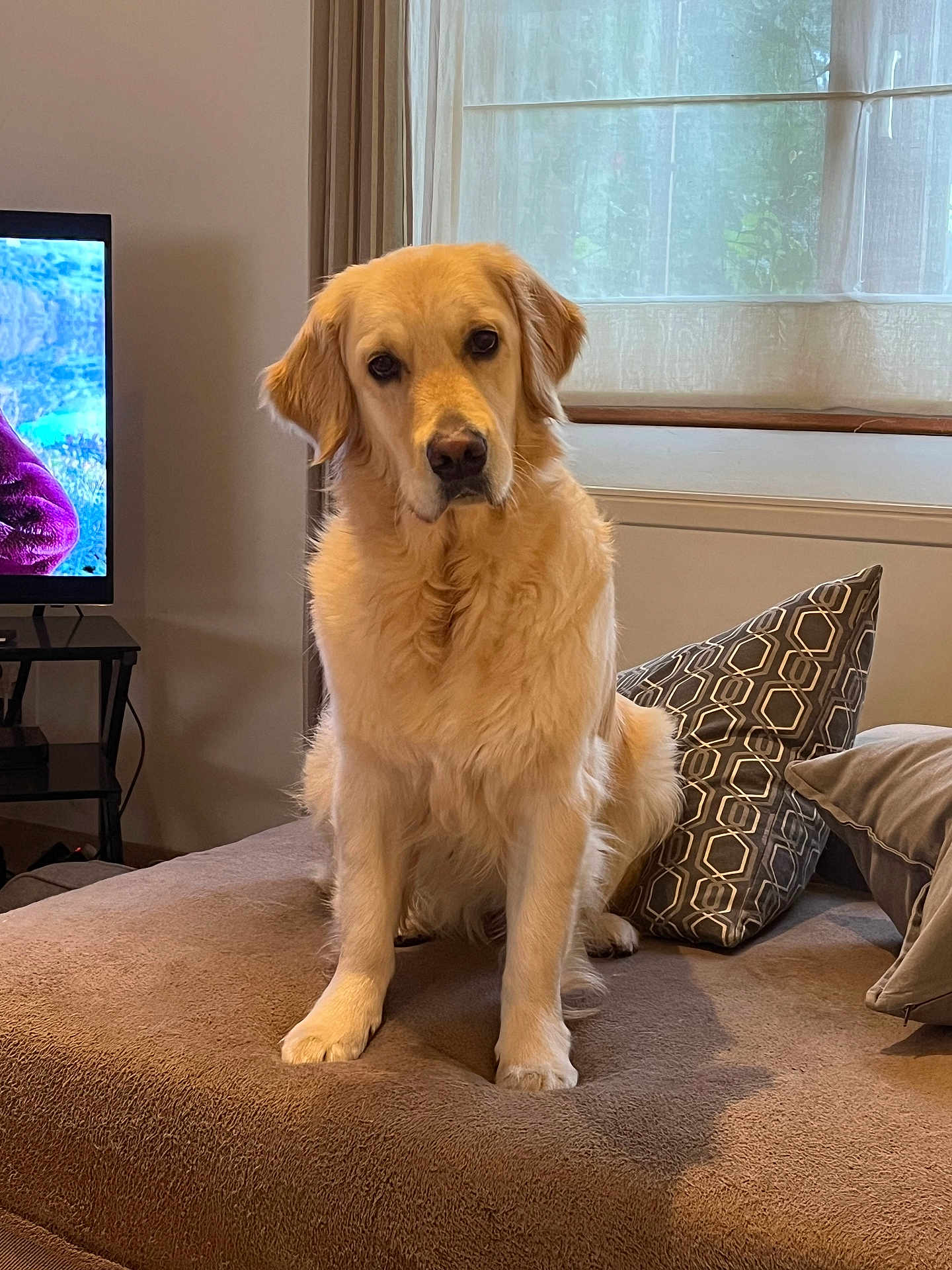 Vanille a rejoint le concours — aidez-le/la à gagner de superbes lots ! dog, golden_retriever, pet, indoor, living_room, couch, pillow, window, curtain, television, furniture, brown, cozy, fluffy, animal, canine, domestic, portrait, sitting, looking
