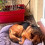 Tokyo participe au concours pour gagner de l'argent avec cette photo : animal, canine, companion, cozy, dog, dog_bed, fur, garden_tools, german_shepherd, home, outdoor, pet, plants, purple_bed, quiet, red_planter, relaxation, resting, sleeping, wooden_deck