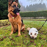 Tokyo participe au concours pour gagner de l'argent avec cette photo : alert, animal, cat, dog, fluffy_cat, garden, german_shepherd, grass, greenery, hedge, leash, mist, nature, outdoor, pet, pink_collar, sitting, tongue_out, tree_branch, white_cat
