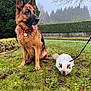 alert, animal, cat, dog, fluffy_cat, garden, german_shepherd, grass, greenery, hedge, leash, mist, nature, outdoor, pet, pink_collar, sitting, tongue_out, tree_branch, white_cat