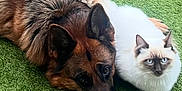 Tokyo participe au concours pour gagner de l'argent avec cette photo : animal, cat, close_together, companions, cute, dog, ears, fluffy_cat, friendship, furry, german_shepherd, grass, lying_down, nature, outdoor, pet, portrait, relaxed, tail, white_cat
