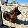 Tokyo a rejoint le concours — aidez-le/la à gagner de superbes lots ! animal, background, beach, blue_sky, children, coast, daytime, dog, german_shepherd, leash, outdoor, people, pet, play, relaxing, sand, summer, sunny, vacation, wooden_planks