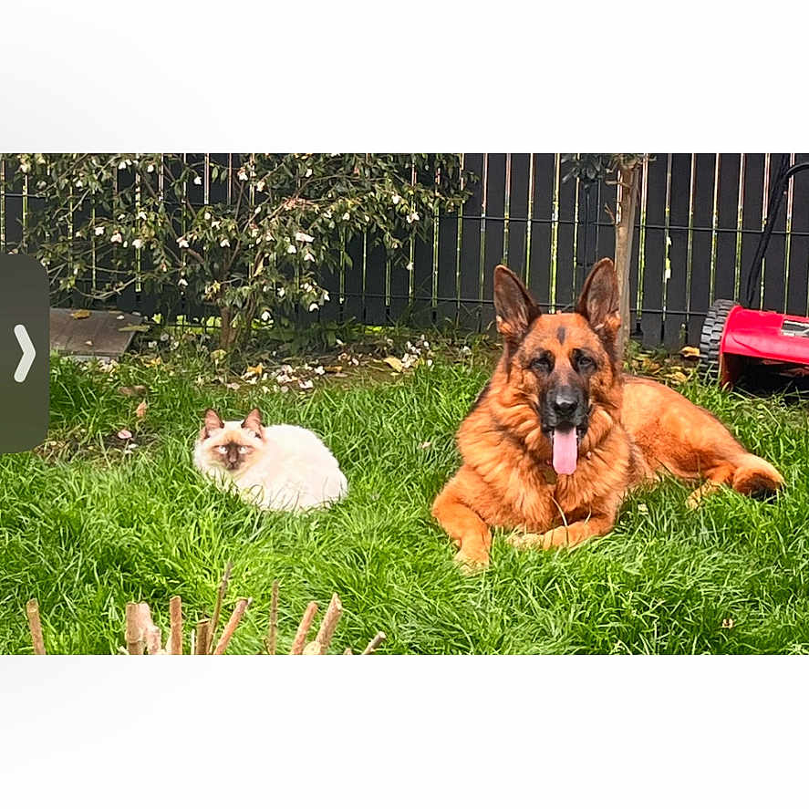 Tokyo participe au concours pour gagner de l'argent avec cette photo : animal, backyard, cat, companions, daytime, dog, fence, fluffy_cat, garden, german_shepherd, grass, greenery, lawn, lawn_mower, nature, outdoor, pet, relaxing, summer, tongue_out