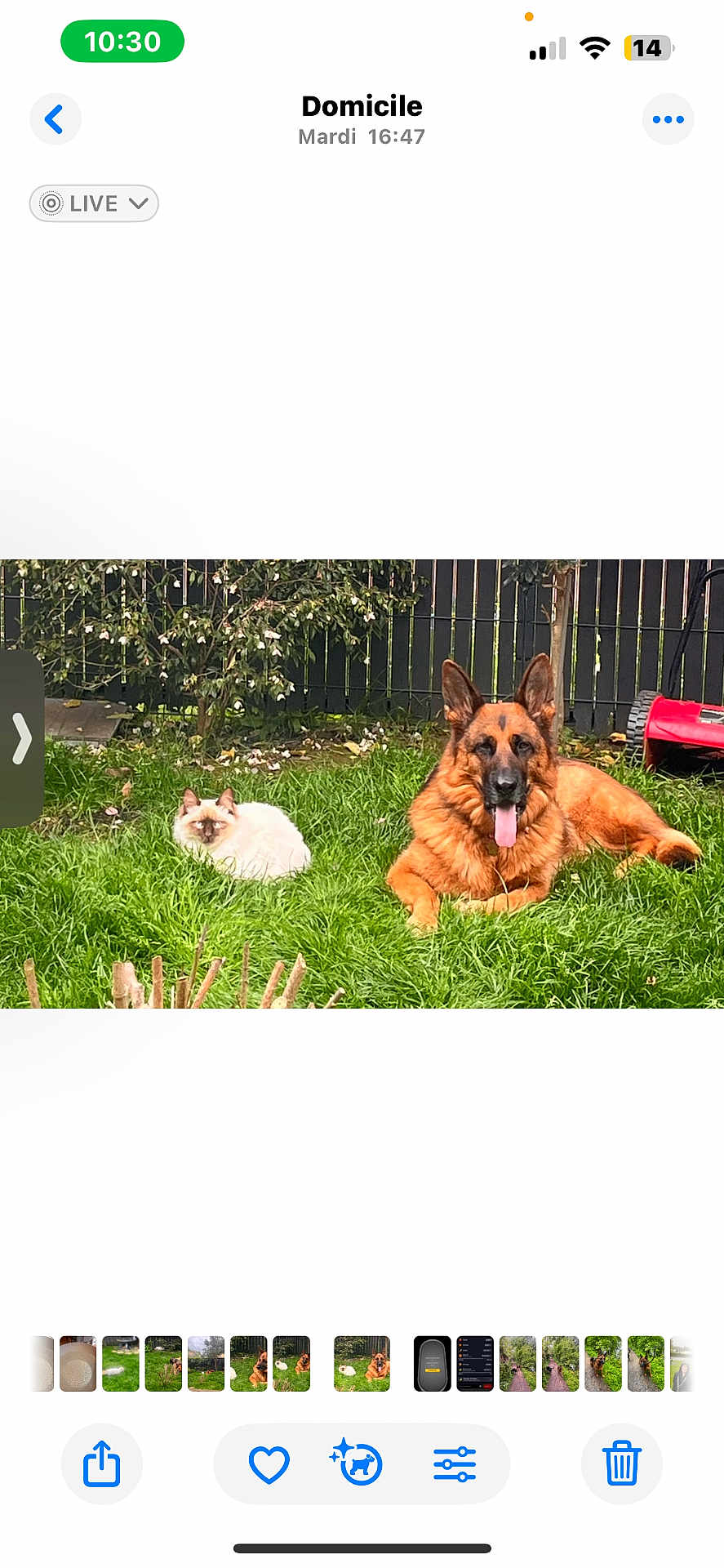 Tokyo participe au concours pour gagner de l'argent avec cette photo : animal, backyard, cat, companions, daytime, dog, fence, fluffy_cat, garden, german_shepherd, grass, greenery, lawn, lawn_mower, nature, outdoor, pet, relaxing, summer, tongue_out