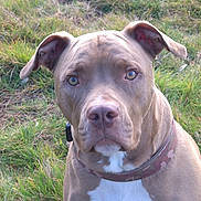 Pop participe au concours pour gagner de l'argent avec cette photo : attentive, brown, close_up, collar, dog, domestic_animal, ears, eyes, fur, grass, grassy_field, looking_at_camera, muzzle, nose, outdoor, pet, pitbull, portrait, sitting, white_chest