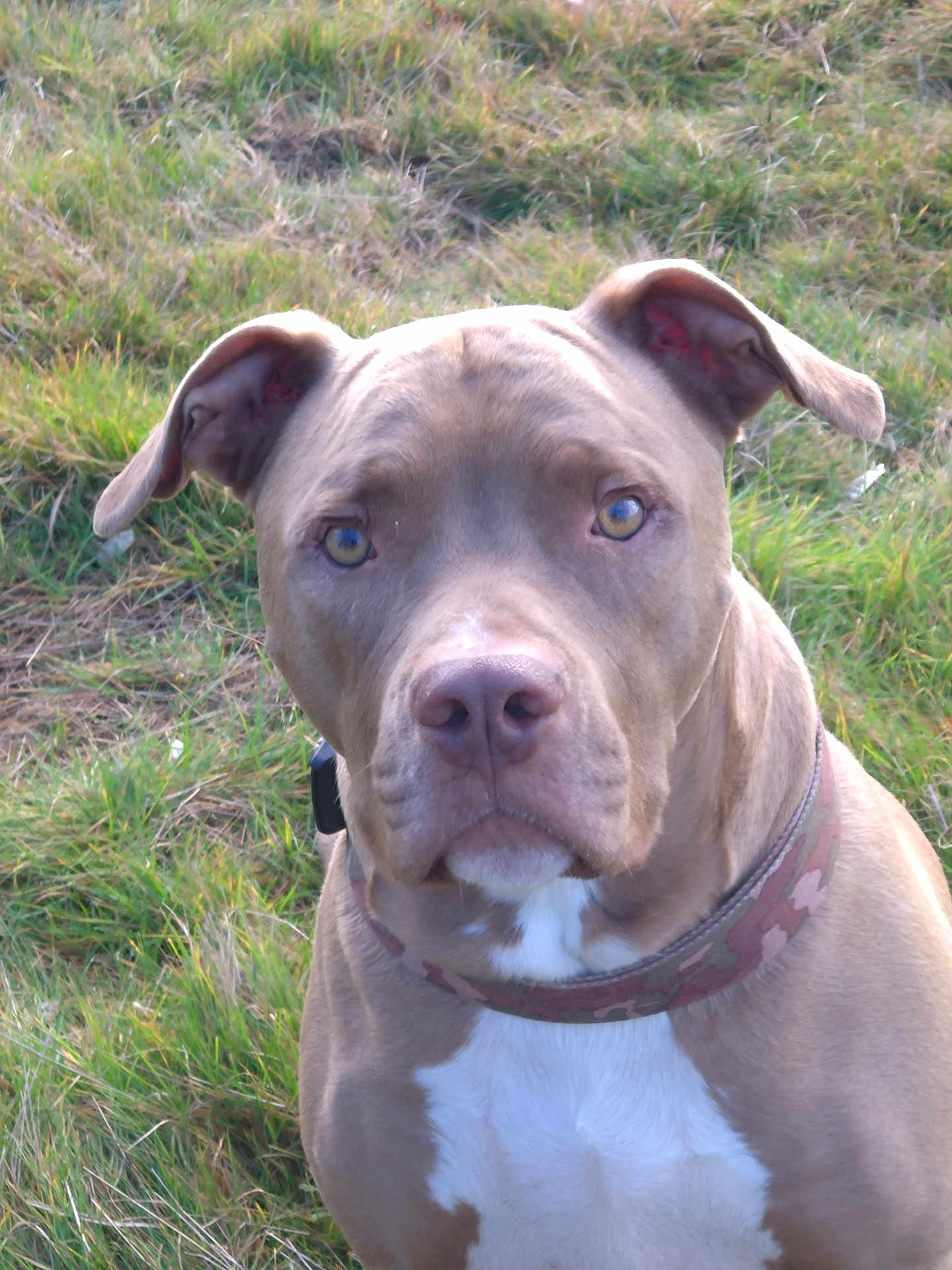 Pop participe au concours pour gagner de l'argent avec cette photo : attentive, brown, close_up, collar, dog, domestic_animal, ears, eyes, fur, grass, grassy_field, looking_at_camera, muzzle, nose, outdoor, pet, pitbull, portrait, sitting, white_chest