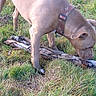 animal, brown_dog, canine, closeup, collar, curious, daytime, dog, ears, field, fur, grass, legs, muzzle, nature, outdoor, pet, sniffing, stick, wildlife
