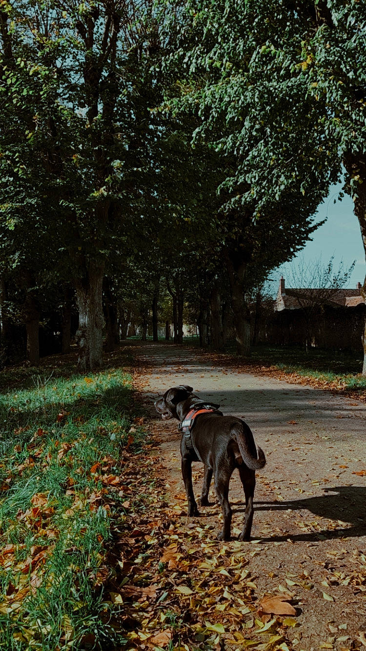 Gipsy participe au concours pour gagner de l'argent avec cette photo : autumn, canidae, carnivore, dog, dog_breed, galgo_espanol, greyhound, hunting_dog, leaf, lurcher, plant, road, sighthound, sporting_group, tail, tree, weimaraner, wildlife, woodland, woody_plant