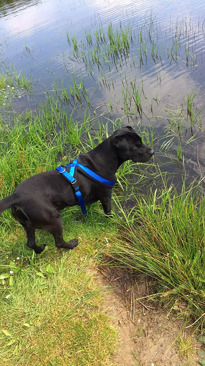 Gipsy participe au concours pour gagner de l'argent avec cette photo : canidae, carnivore, dog, dog_breed, field_trial, flat_coated_retriever, grass, hunting_dog, labrador_retriever, patterdale_terrier, plant, sporting_group