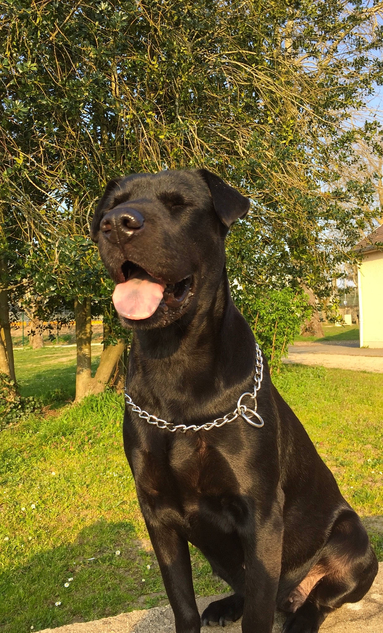 Gipsy a rejoint le concours — aidez-le/la à gagner de superbes lots ! alano_espanol, alaunt, american_pit_bull_terrier, bandog, borador, cane_corso, canidae, canis_panther, carnivore, dog, dog_breed, fawn, guard_dog, mammal, molosser, rare_breed_dog, snout, sporting_group, vertebrate