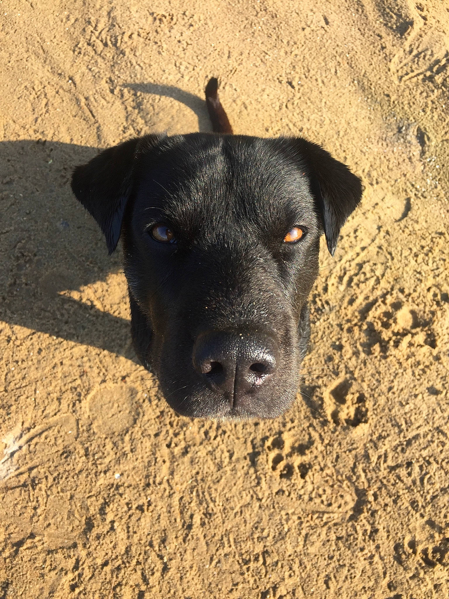 Gipsy participe au concours pour gagner de l'argent avec cette photo : canidae, carnivore, dog, dog_breed, fawn, mammal, patterdale_terrier, rare_breed_dog, snout, sporting_group, vertebrate