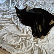 Tokyo a rejoint le concours — aidez-le/la à gagner de superbes lots ! black_cat, cat, bed, white_bedspread, indoor, feline, animal, pet, tongue_out, relaxed, cozy, wooden_furniture, patterned_wallpaper, cute, sleepy, domestic_cat, fur, whiskers, ears, eyes