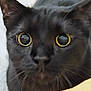 Tokyo a rejoint le concours — aidez-le/la à gagner de superbes lots ! cat, black_cat, close_up, animal, pet, feline, yellow_eyes, whiskers, ears, face, portrait, cute, looking, curious, indoor, fur, mammal, nose, alert, expression