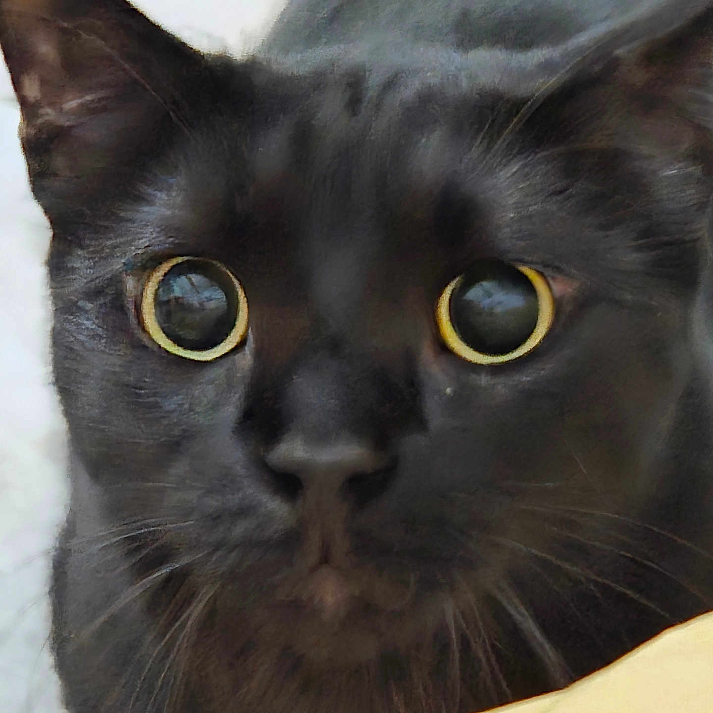 Tokyo a rejoint le concours — aidez-le/la à gagner de superbes lots ! alert, animal, black_cat, cat, close_up, curious, cute, ears, expression, face, feline, fur, indoor, looking, mammal, nose, pet, portrait, whiskers, yellow_eyes