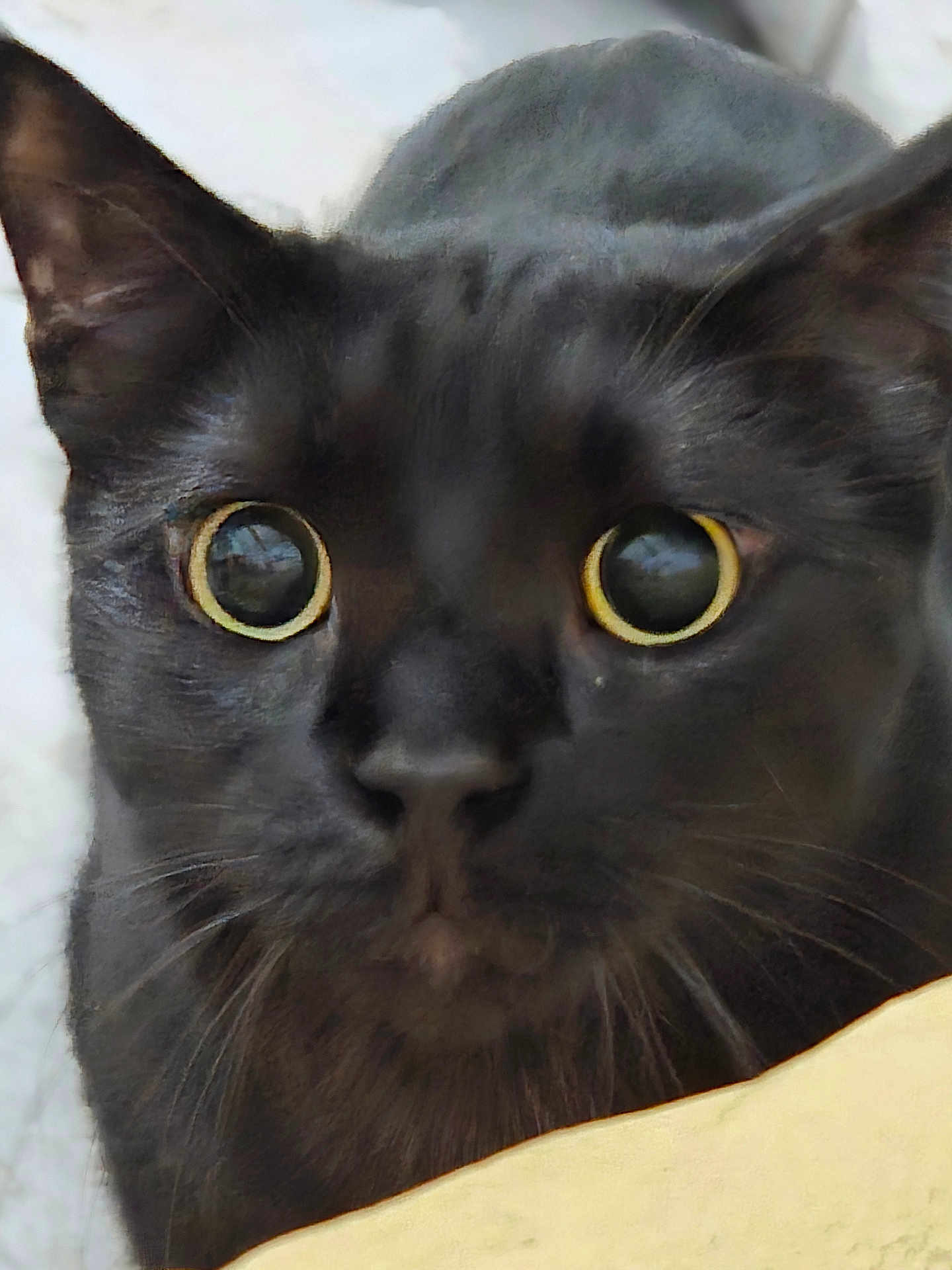 Tokyo a rejoint le concours — aidez-le/la à gagner de superbes lots ! cat, black_cat, close_up, animal, pet, feline, yellow_eyes, whiskers, ears, face, portrait, cute, looking, curious, indoor, fur, mammal, nose, alert, expression
