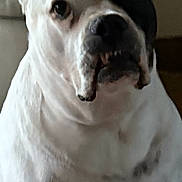 Lilly is registered to the contest to win money with this photo: dog, indoor, pet, white_fur, black_patch, close_up, portrait, animal, canine, sitting, furniture, couch, companion, household, mammal, face, ears, nose, eyes, fur