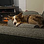 Archie joined the competition — help win amazing prizes! dog, sleeping, couch, living_room, fireplace, cozy, indoor, furniture, pet, relaxing, home, brown, white, canine, resting, carpet, window, blanket, house, comfort