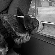 Archie joined the competition — help win amazing prizes! animal, black_and_white, calm, canine, collar, dog, domestic, fur, house, indoor, looking_out, pet, portrait, quiet, relaxed, resting, seat, side_view, window, window_sill