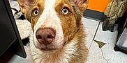 Archie joined the competition — help win amazing prizes! dog, pet, canine, close_up, ears, light_eyes, brown_and_white_fur, harness, indoor, floor, tile_floor, orange_wall, cracked_floor, curious, sitting, animal, muzzle, nose, whiskers, attention