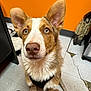 dog, pet, canine, close_up, ears, light_eyes, brown_and_white_fur, harness, indoor, floor, tile_floor, orange_wall, cracked_floor, curious, sitting, animal, muzzle, nose, whiskers, attention