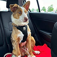 Archie is registered to the contest to win money with this photo: dog, pet, car_interior, backseat, red_blanket, black_harness, leash, window, daylight, fur, ears, nose, paws, seating, resting, domestic_animal, canine, animal, transport, calm
