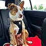 dog, pet, car_interior, backseat, red_blanket, black_harness, leash, window, daylight, fur, ears, nose, paws, seating, resting, domestic_animal, canine, animal, transport, calm