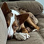 dog, brown_and_white, couch, indoor, pet, relaxing, close_up, fur, paw, ears, nose, looking, home, resting, animal, canine, comfort, laying, quiet, cute