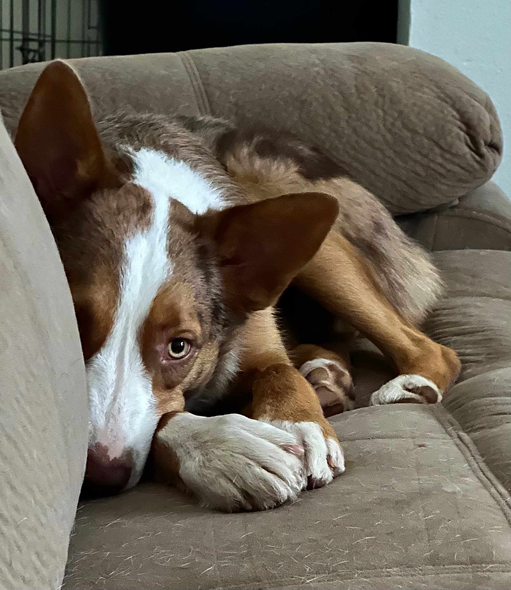 Archie is registered to the contest to win money with this photo: dog, brown_and_white, couch, indoor, pet, relaxing, close_up, fur, paw, ears, nose, looking, home, resting, animal, canine, comfort, laying, quiet, cute