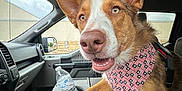 Archie joined the competition — help win amazing prizes! animal, bandana, brown_fur, car_interior, close_up, companion, console, dashboard, daylight, dog, ears, friendly, happy, indoor, pet, resting, seat, water_bottle, white_fur, window