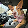 Archie joined the competition — help win amazing prizes! dog, pet, car_interior, bandana, water_bottle, seat, console, happy, ears, brown_fur, white_fur, window, dashboard, friendly, close_up, animal, companion, resting, indoor, daylight