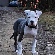 Odin joined the competition — help win amazing prizes! puppy, dog, pit_bull, outdoor, dirt_path, trees, sunset, animal, pet, collar, young, standing, nature, grass, rocks, ears, snout, four_legs, canine, fur