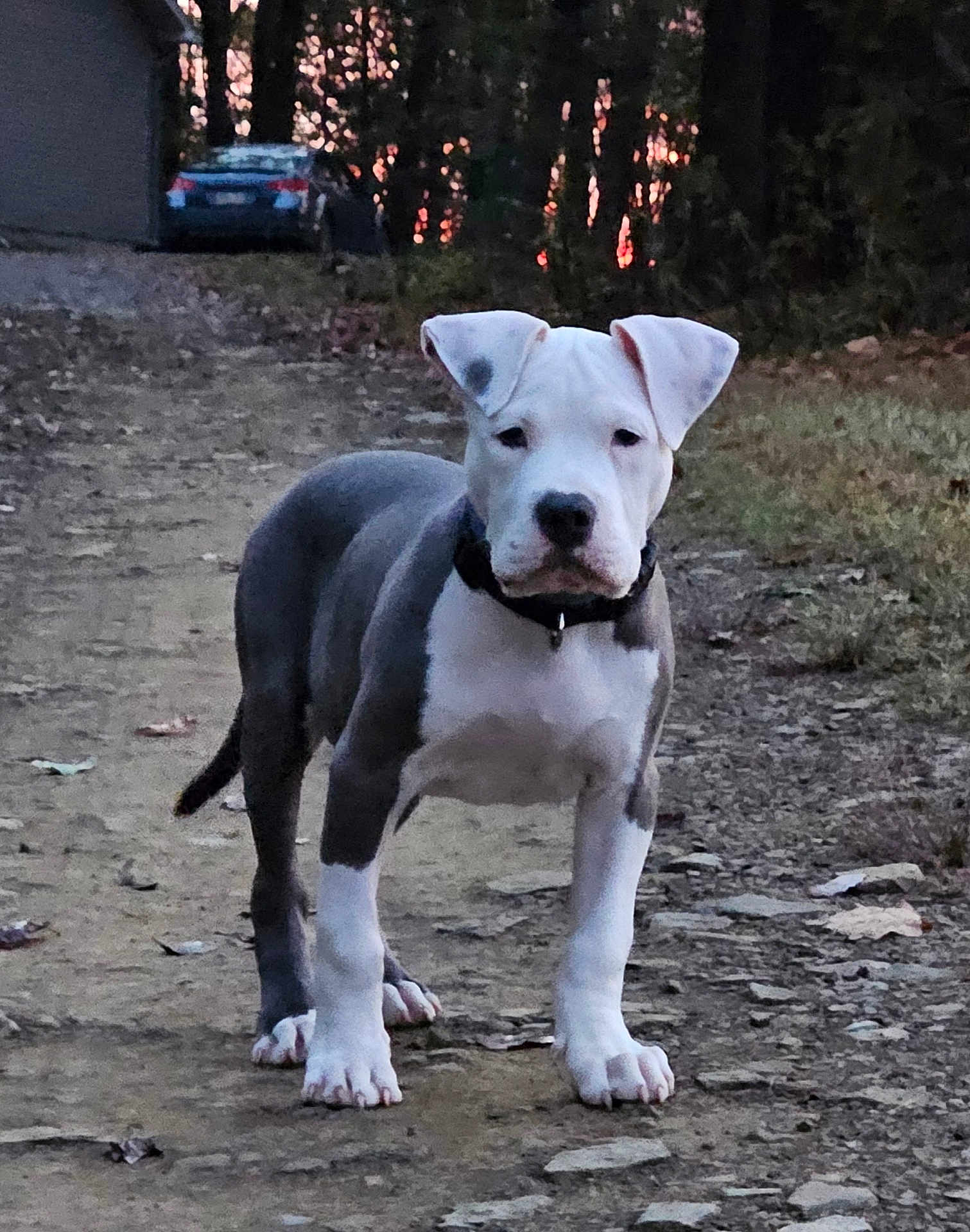 Odin joined the competition — help win amazing prizes! puppy, dog, pit_bull, outdoor, dirt_path, trees, sunset, animal, pet, collar, young, standing, nature, grass, rocks, ears, snout, four_legs, canine, fur