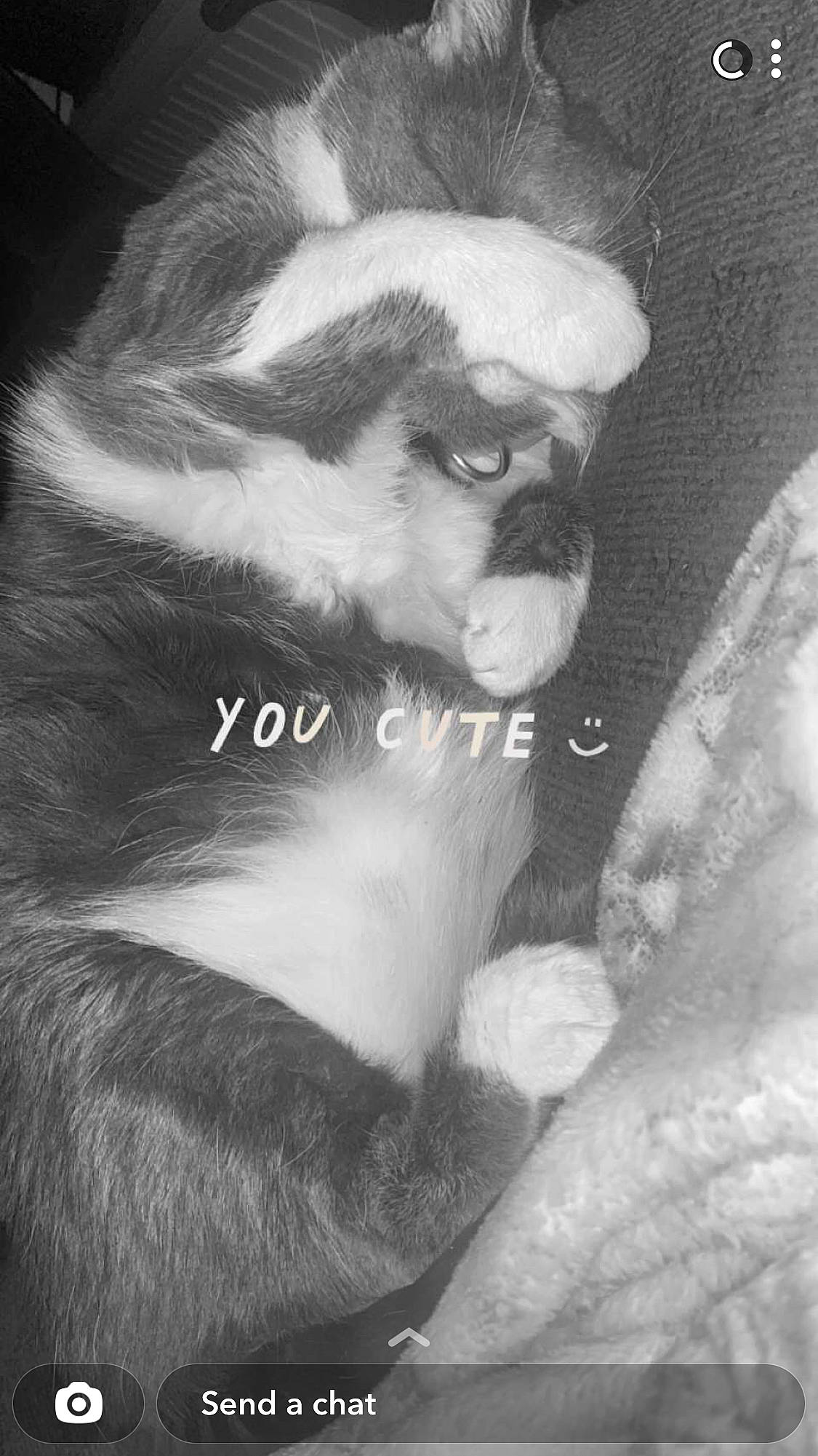 Precious joined the competition — help win amazing prizes! art, beard, black_and_white, canidae, chest, darkness, facial_hair, flash_photography, fur, fur_clothing, jaw, monochrome, monochrome_photography, moustache, portrait, snout, stock_photography, style, whiskers, wildlife