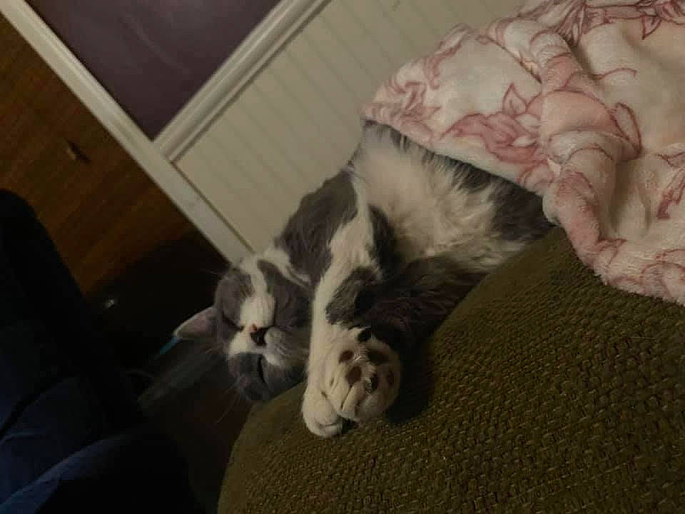 Precious is registered to the contest to win money with this photo: canidae, carnivore, cat, comfort, companion_dog, dog_breed, domestic_short_haired_cat, felidae, flooring, fur, hardwood, human_leg, paw, room, small_to_medium_sized_cats, snout, sporting_group, tail, whiskers, wood