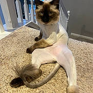 Suko is registered to the contest to win money with this photo: animal, blue_eyes, carpet, cat, curious, domestic, face, fluffy, fur, home, indoor, light, paws, pet, relaxed, shadow, shaved, sitting, staircase, tail