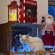Plume a rejoint le concours — aidez-le/la à gagner de superbes lots ! cat, white_cat, heterochromia, wooden_crate, blue_lights, fence, lantern, candle, mailbox, letters, santa_claus, holiday_decor, christmas, figurine, indoor, floor_tiles, festive, decoration, cute, pet