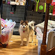 Sunny is registered to the contest to win money with this photo: dog, fluffy, pet, indoor, wooden_floor, crate, storage_bin, clutter, household_items, curious, alert, pink_tag, furniture, plastic_bag, shoes, stairs, box, container, leash, collar