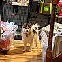 dog, fluffy, pet, indoor, wooden_floor, crate, storage_bin, clutter, household_items, curious, alert, pink_tag, furniture, plastic_bag, shoes, stairs, box, container, leash, collar