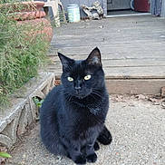 Midnight joined the competition — help win amazing prizes! black_cat, cat, feline, green_eyes, sitting, outdoor, patio, doorstep, wooden_deck, concrete, house, door, chair, potted_plant, garden, portrait, animal, pet, fur, whiskers