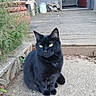 black_cat, cat, feline, green_eyes, sitting, outdoor, patio, doorstep, wooden_deck, concrete, house, door, chair, potted_plant, garden, portrait, animal, pet, fur, whiskers
