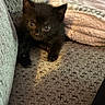 Kittykitty joined the competition — help win amazing prizes! kitten, cat, black_cat, fluffy, furry, animal, pet, cute, face, eyes, ears, paws, whiskers, sitting, couch, blanket, fabric, indoors, portrait, closeup