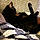 Kittykitty