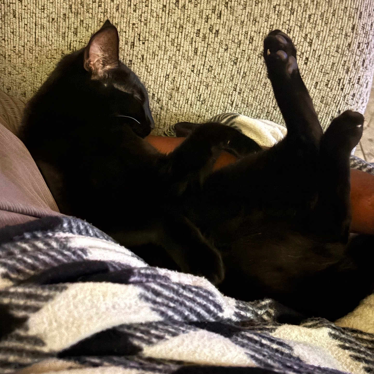 Kittykitty